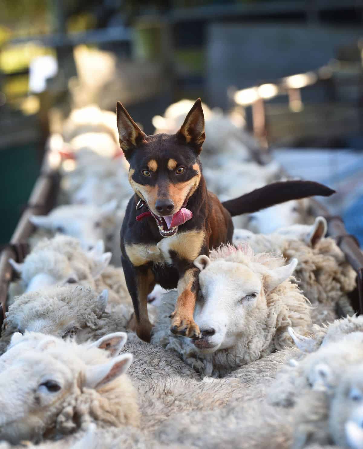 Beloka King Beloka Kelpie Stud and Working Dog Training