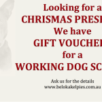 Make someone happy with our Dog School Gift Voucher Gift Voucher