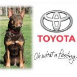 Beloka Tom in Toyota advertisement Tom in Toyota advertisement