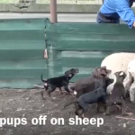 Training video: how to start pups off on sheep Puppies on sheep
