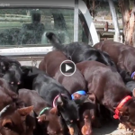 Fun Feeding Frenzy video gone ‘viral’ Screen Shot 2017-09-18 at 3.46.22 pm