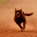 Two Beloka Kelpies star in ‘Red Dog: true blue’ movie! Beloka Bear in Red Dog