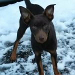 Beloka Rafaela to the US – Update Raffy in the US