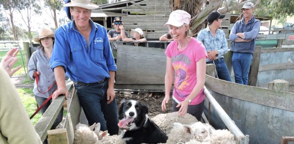Border Collie training Border Collie training