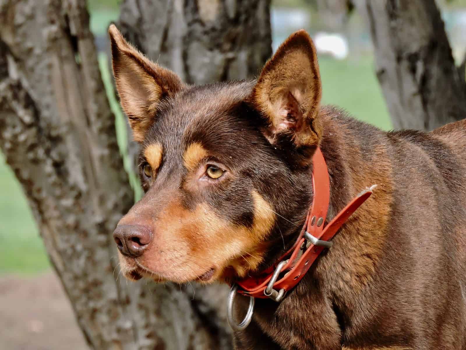 Roustabout Gus - Beloka Kelpie Stud and Working Dog Training