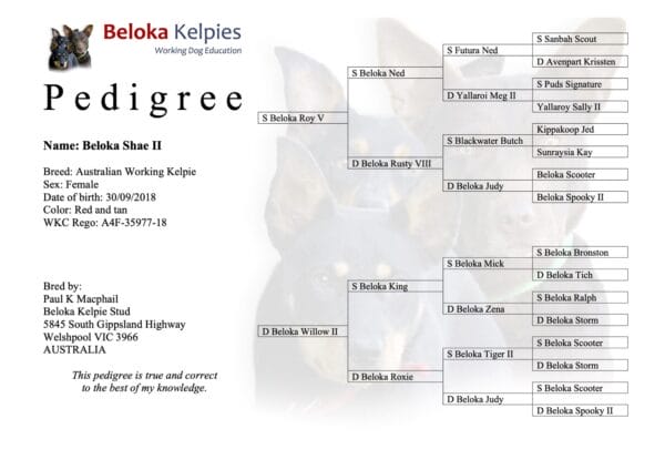 Pedigree Shae II