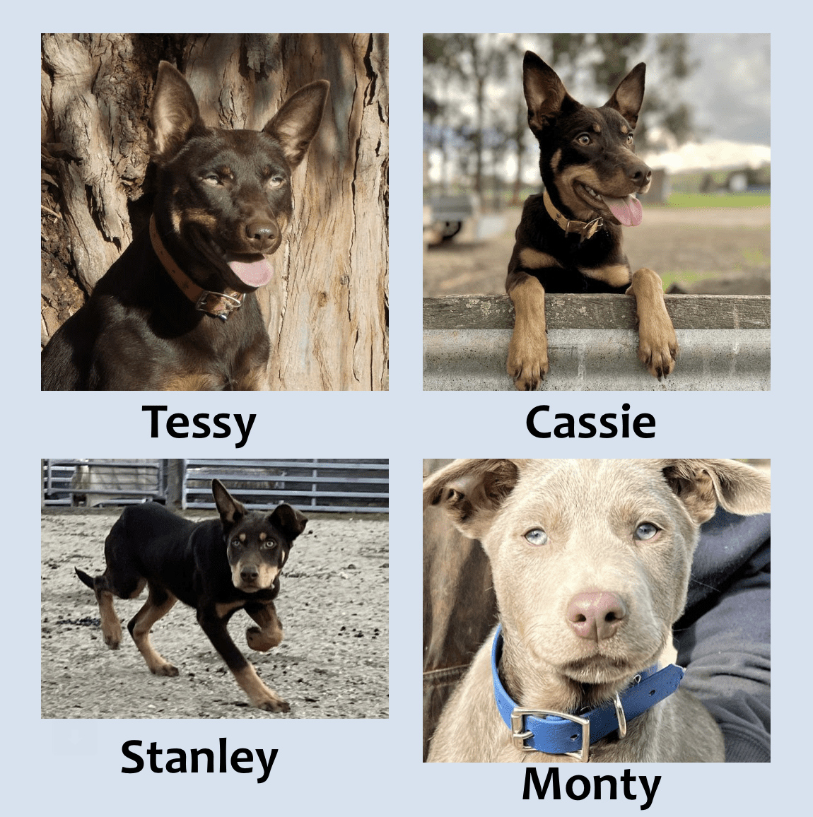 Casterton dogs 2022