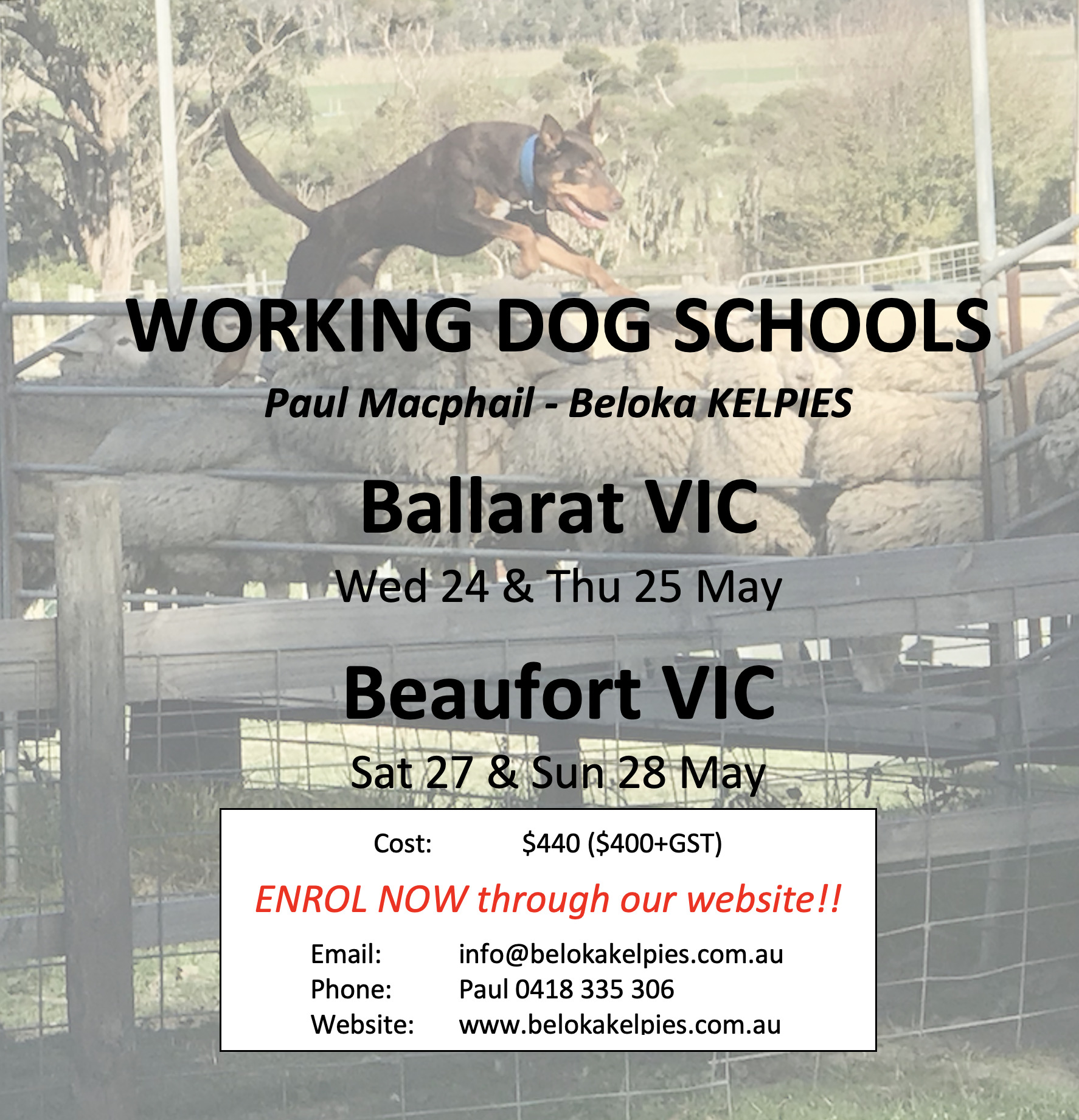 We are coming to Ballarat & Beaufort Beloka Kelpie Stud and Working