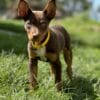 Whistler Yellow Collar