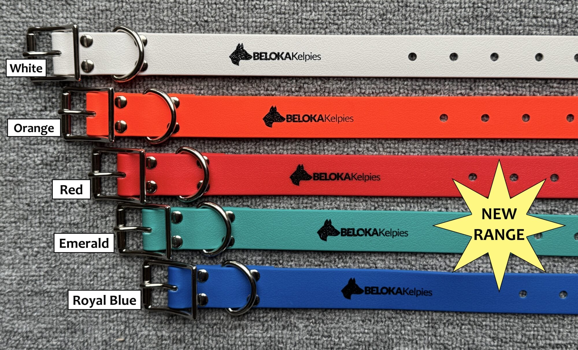 IMG_8494 copy - Beloka Kelpie Stud and Working Dog Training