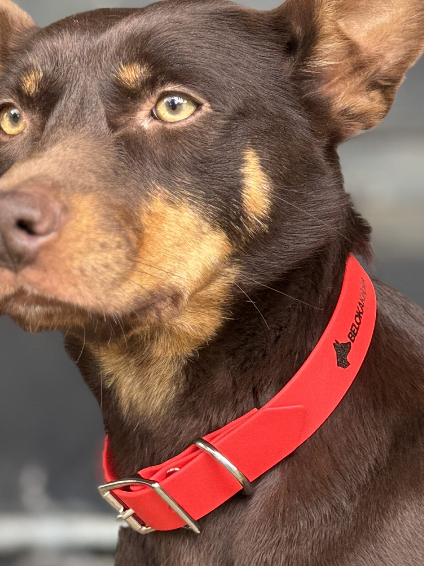 IMG_8549 - Beloka Kelpie Stud and Working Dog Training