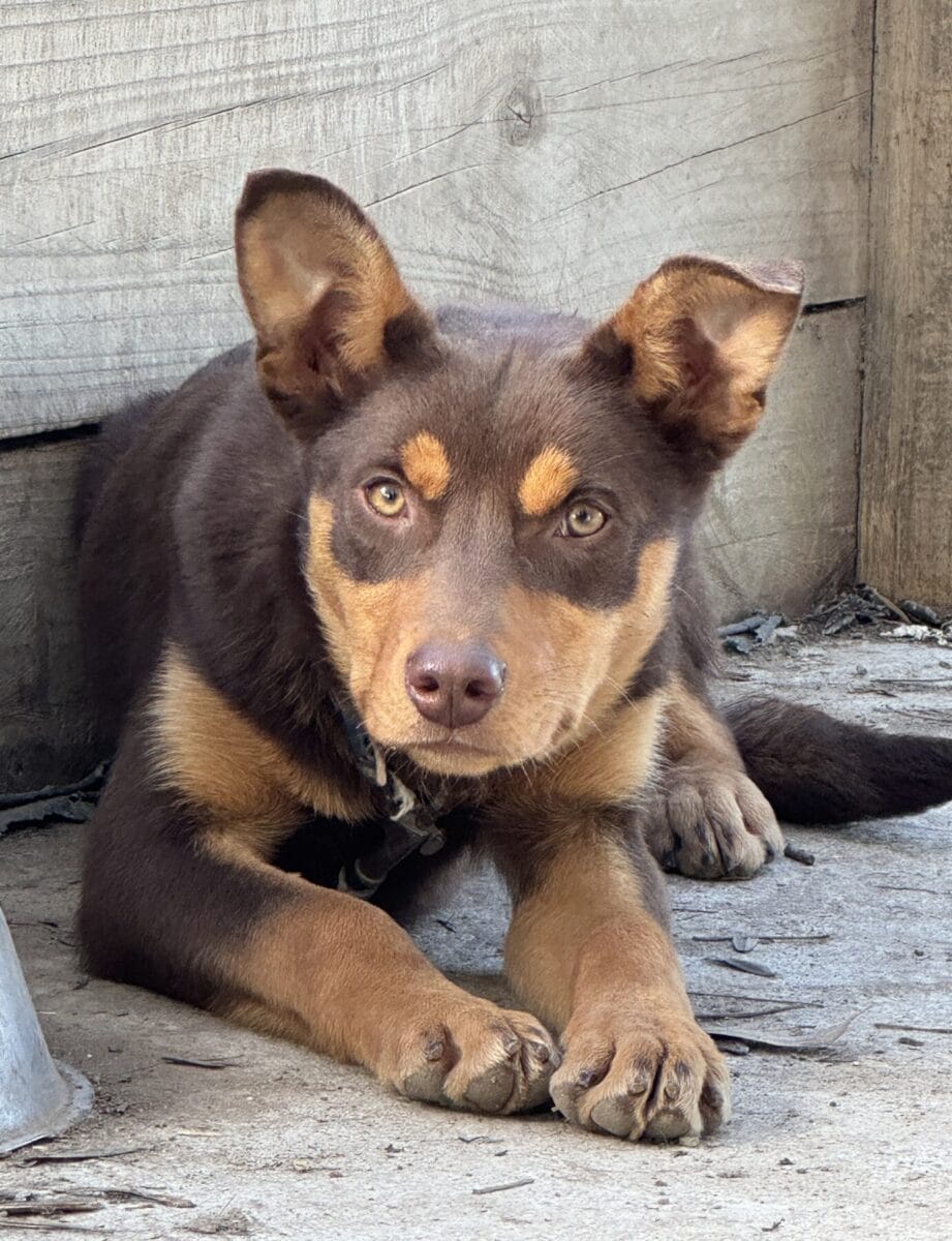 Annie Magic X Farmer - Beloka Kelpie Stud and Working Dog Training Beloka Annie