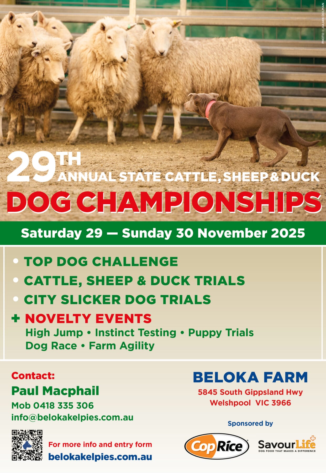 Beloka A4 flyer-29th Champ-Nov 2025 - Beloka Kelpie Stud and Working Dog Training