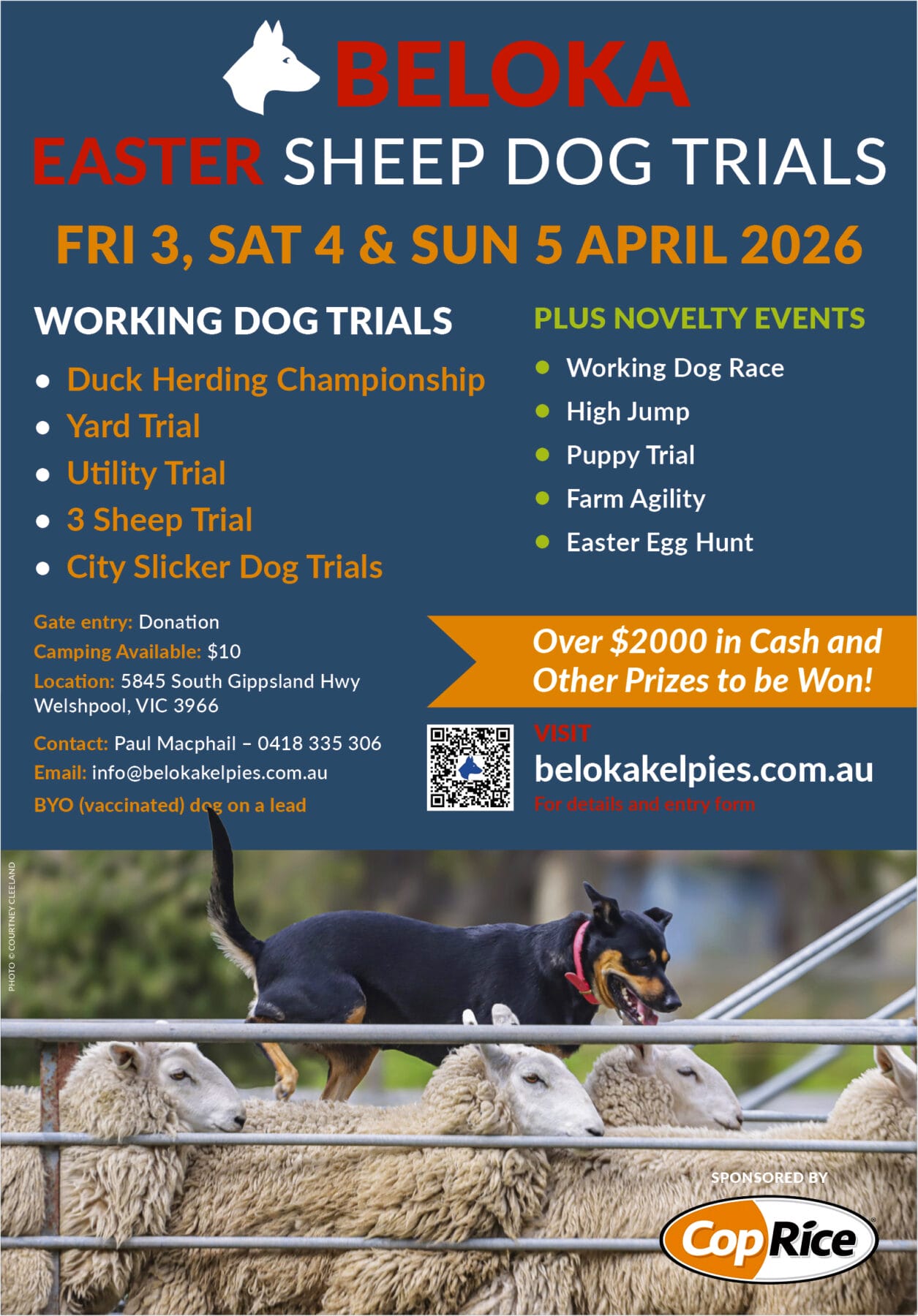 Working dog Easter flyer 2026-v2 - Beloka Kelpie Stud and Working Dog Training
