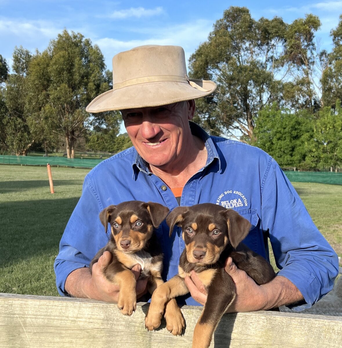 Dog Lovers Show Melbourne Beloka Kelpie Stud and Working Dog Training